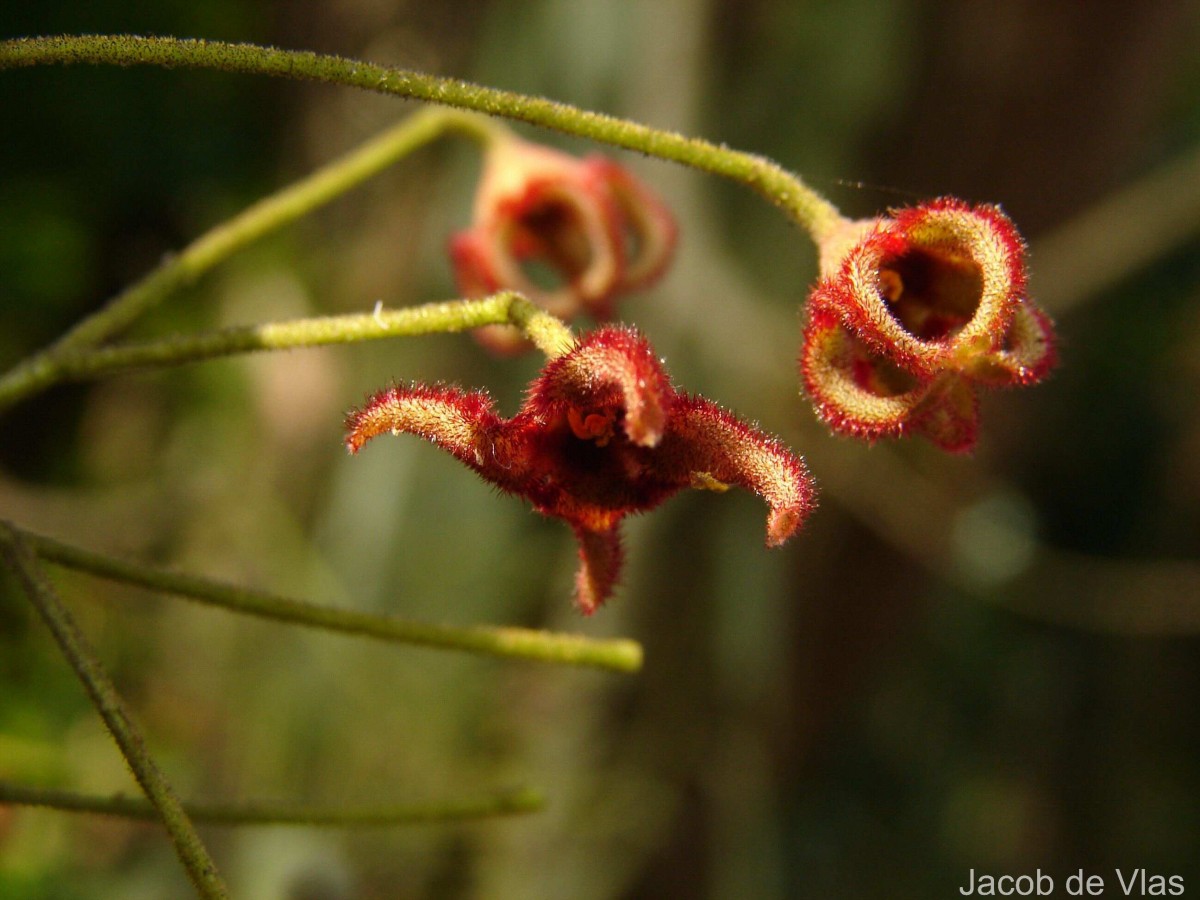 Sterculia balanghas L.